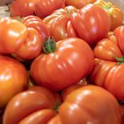 Tomate ancienne  (500 g)