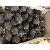 Radis noir Alsace (env. 400 g pièce)