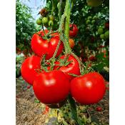 Tomate (500 g)