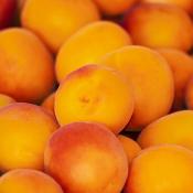 Abricot (500g)